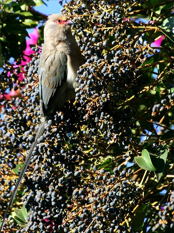 frieda 034.jpg - Het ek nie 'n lang stert nie?..